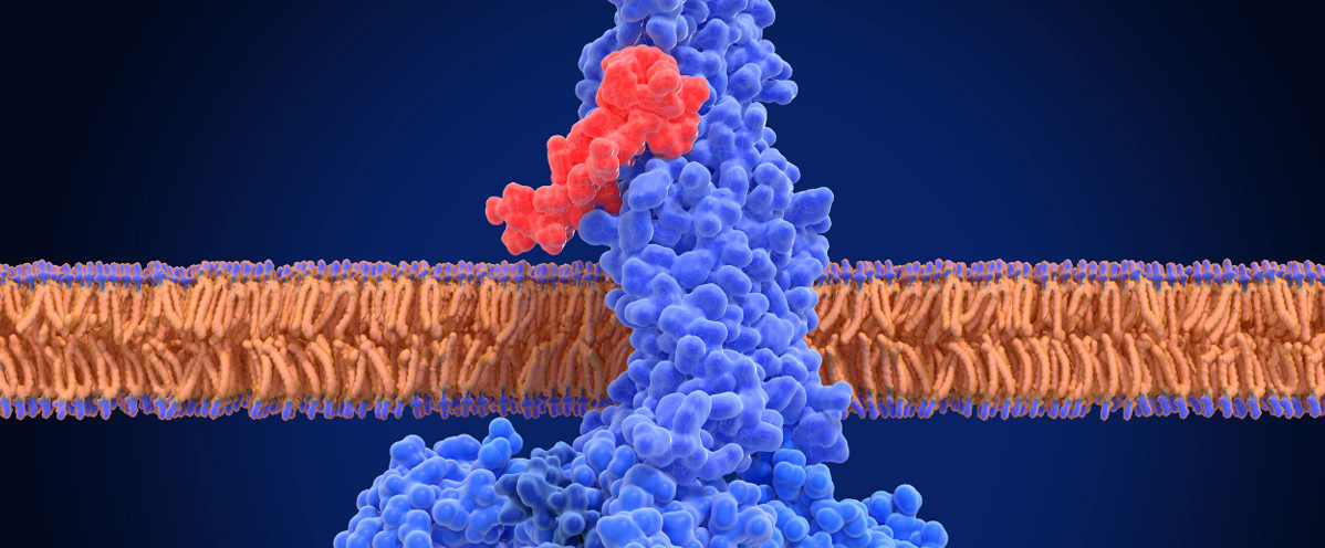Image depicting the action of Orforglipton as a GLP-1 agonist